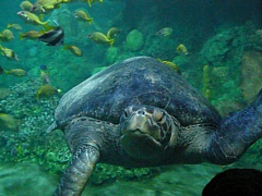 &nbsp;Select this image to see a larger version. 