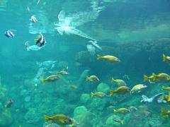 &nbsp;Select this image to see a larger version. 