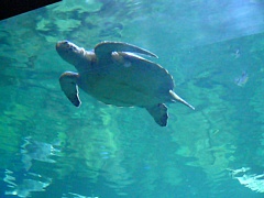 &nbsp;Select this image to see a larger version. 