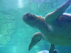 &nbsp;Select this image to see a larger version. 