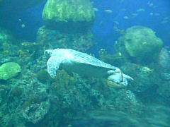 &nbsp;Select this image to see a larger version. 