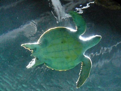 &nbsp;Select this image to see a larger version. 