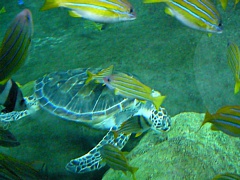 &nbsp;Select this image to see a larger version. 