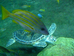 &nbsp;Select this image to see a larger version. 