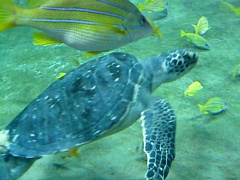 &nbsp;Select this image to see a larger version. 