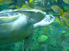 &nbsp;Select this image to see a larger version. 