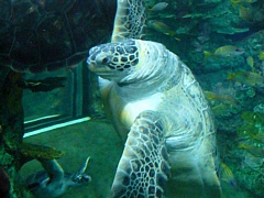 &nbsp;Select this image to see a larger version. 