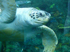 &nbsp;Select this image to see a larger version. 