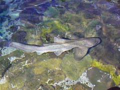 &nbsp;Select this image to see a larger version. 