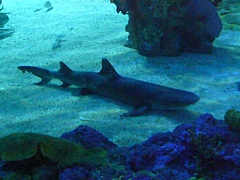 &nbsp;Select this image to see a larger version. 