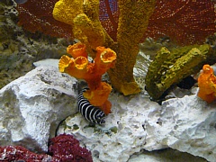 &nbsp;Select this image to see a larger version. 