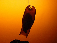 &nbsp;Select this image to see a larger version. 