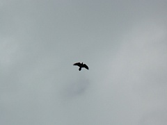 &nbsp;Select this image to see a larger version. 