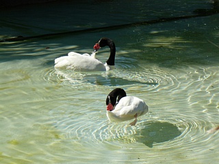 &nbsp;Select this image to see a larger version. 