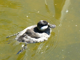 &nbsp;Select this image to see a larger version. 