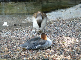 &nbsp;Select this image to see a larger version. 