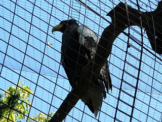 &nbsp;Select this image to see a larger version. 