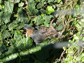 &nbsp;Select this image to see a larger version. 