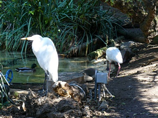 &nbsp;Select this image to see a larger version. 