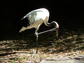 &nbsp;Select this image to see a larger version. 