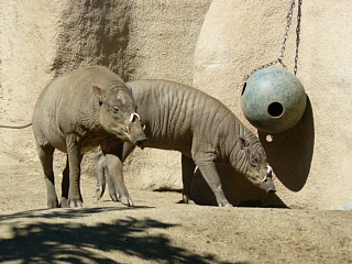 &nbsp;Select this image to see a larger version. 