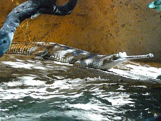 &nbsp;Select this image to see a larger version. 