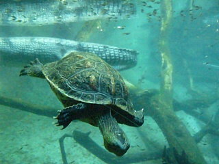 &nbsp;Select this image to see a larger version. 