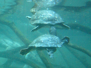 &nbsp;Select this image to see a larger version. 