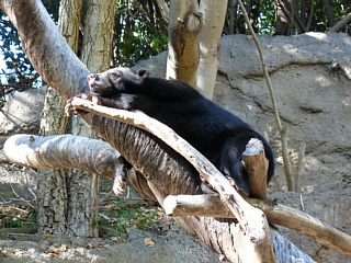 &nbsp;Select this image to see a larger version. 