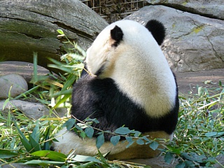 &nbsp;Select this image to see a larger version. 