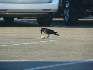 &nbsp;Select this image to see a larger version. 