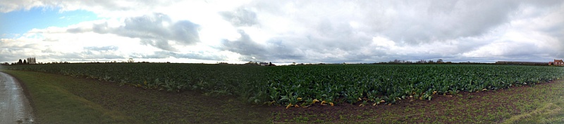 P1060310 PANO.
12:24:00pm Fri 27 Nov 2015.
Sugar Beet.&nbsp;Select this image to see a larger version. 